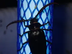 Prionus cuneatus thumbnail 2