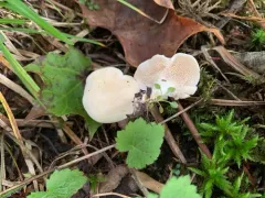 white hedgehog thumbnail 2