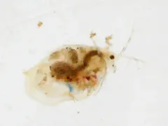 Ophryoxus gracilis thumbnail 3