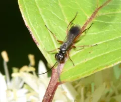 Agenioideus cinctellus thumbnail 2