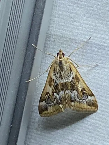Loxostege lepidalis