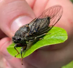 Say's Cicada thumbnail 4