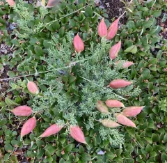 Gray's Point-vetch thumbnail 2