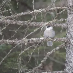 Canada Jay thumbnail 2