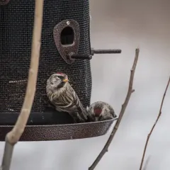 Redpoll thumbnail 3