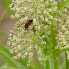 tall green milkweed thumbnail 2