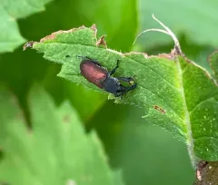Red Elm Bark Weevil thumbnail 3