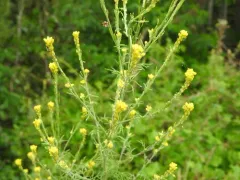 Richardson's Tansymustard thumbnail 2