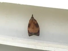 Sparganothis flavibasana thumbnail 2