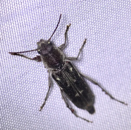 Arrowhead Borer