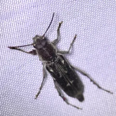 Arrowhead Borer thumbnail 1
