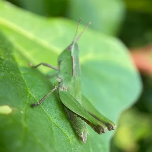 Short-winged Green Grasshopper