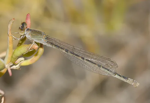 Desert Forktail