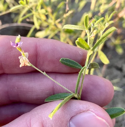 Slimflower Scurfpea