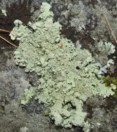 rock greenshield lichen thumbnail 2
