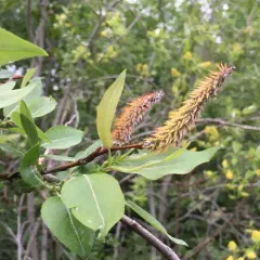 heart-leaved willow thumbnail 2