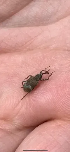 Conotrachelus neomexicanus thumbnail 2