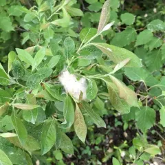 bebb's willow thumbnail 2