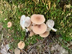 Rhizocybe alba thumbnail 2