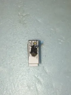Horsetail weevil thumbnail 4