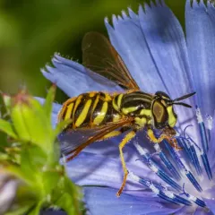 Yellow-throated Meadow Fly thumbnail 3