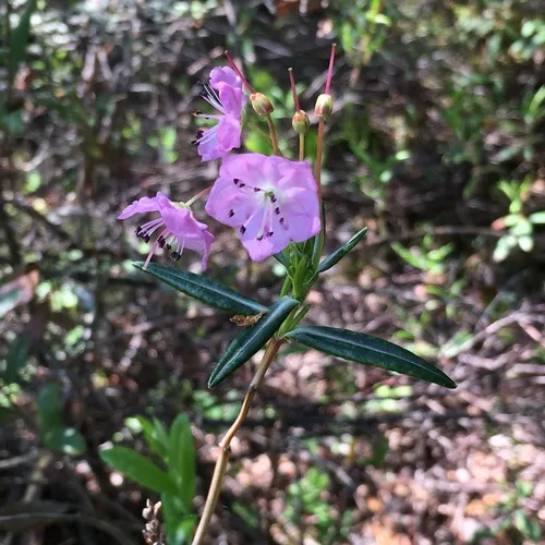 Swamp Laurel