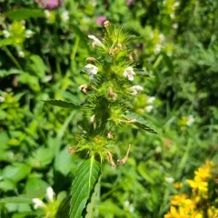Common hemp-nettle thumbnail 4