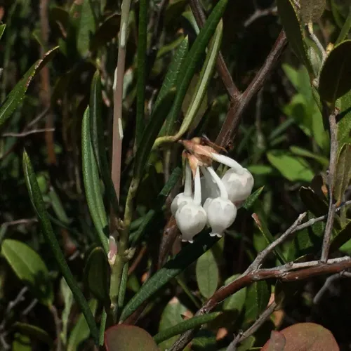 Wild Rosemary