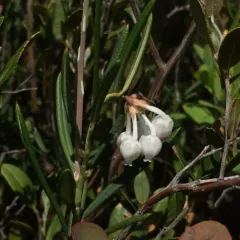 Wild Rosemary thumbnail 1