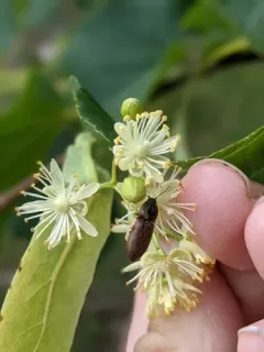 Needle-duff Click Beetle thumbnail 4