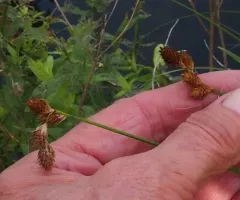 Broadwing Sedge thumbnail 3