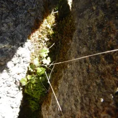 Nodding Saxifrage thumbnail 3