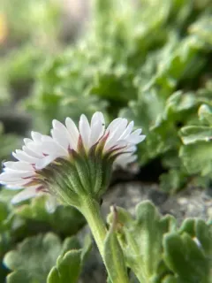 Fanleaf Fleabane thumbnail 2