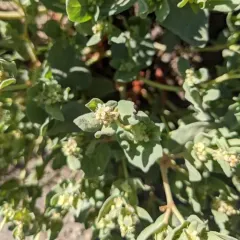 Davis' knotweed thumbnail 1