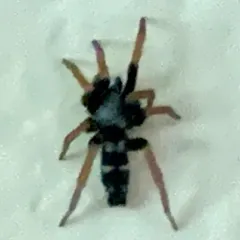 Sergiolus tennesseensis thumbnail 2