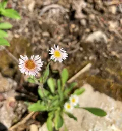 snow fleabane thumbnail 2