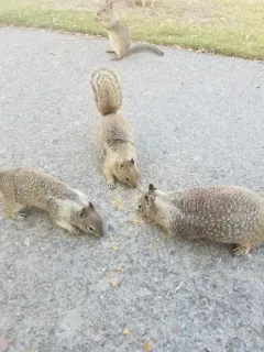 Rock Squirrel thumbnail 4