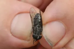 Tabanus nigripes thumbnail 2