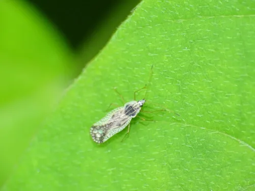 Leptopharsa oblonga