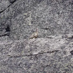 White-tailed Ptarmigan thumbnail 3