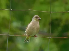 Oriental Greenfinch thumbnail 2