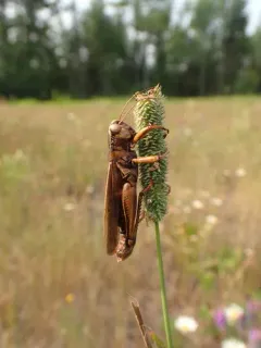 Entomophaga grylli thumbnail 1