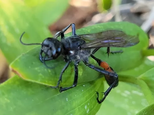 Ammophila macra