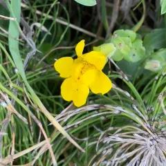 magnificent seep monkeyflower thumbnail 3