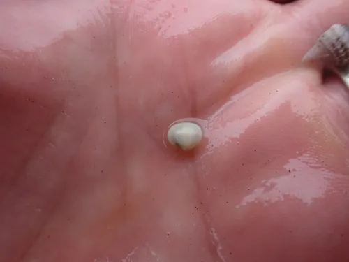 Smooth Kelly Clam