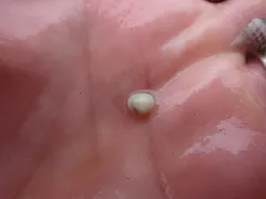 Smooth Kelly Clam thumbnail 1