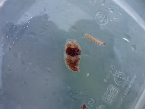 Notoplana sanguinea