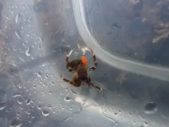 Liriopsis pygmaea thumbnail 1