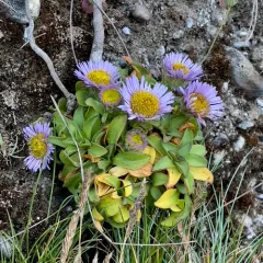 seaside daisy thumbnail 3