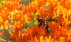 Physoconops excisus thumbnail 2
